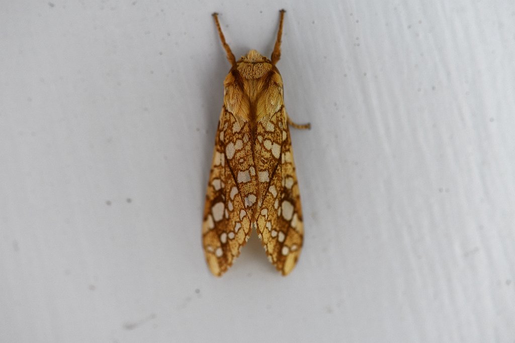 030 2018-06253210 Broad Meadow Brook, MA.JPG - Hickory Tussock Moth (Lophocampa caryae). Broad Meadow Brook Wildlife Sanctuary, MA, 6-25-2018